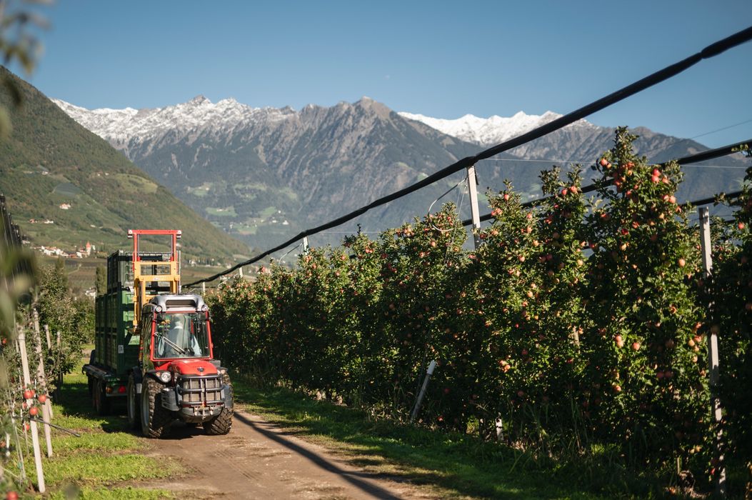 Traktor fährt durch Apfelplantage mit schneebedeckten Bergen im Hintergrund Traktor fährt durch Apfelplantage mit schneebedeckten Bergen im Hintergrund