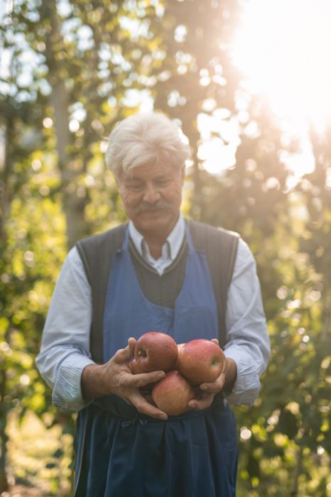 Älterer Mann in Arbeitskleidung hält mehrere rote Äpfel in den Händen, umgeben von Bäumen bei Sonnenlicht. Älterer Mann in Arbeitskleidung hält mehrere rote Äpfel in den Händen, umgeben von Bäumen bei Sonnenlicht.