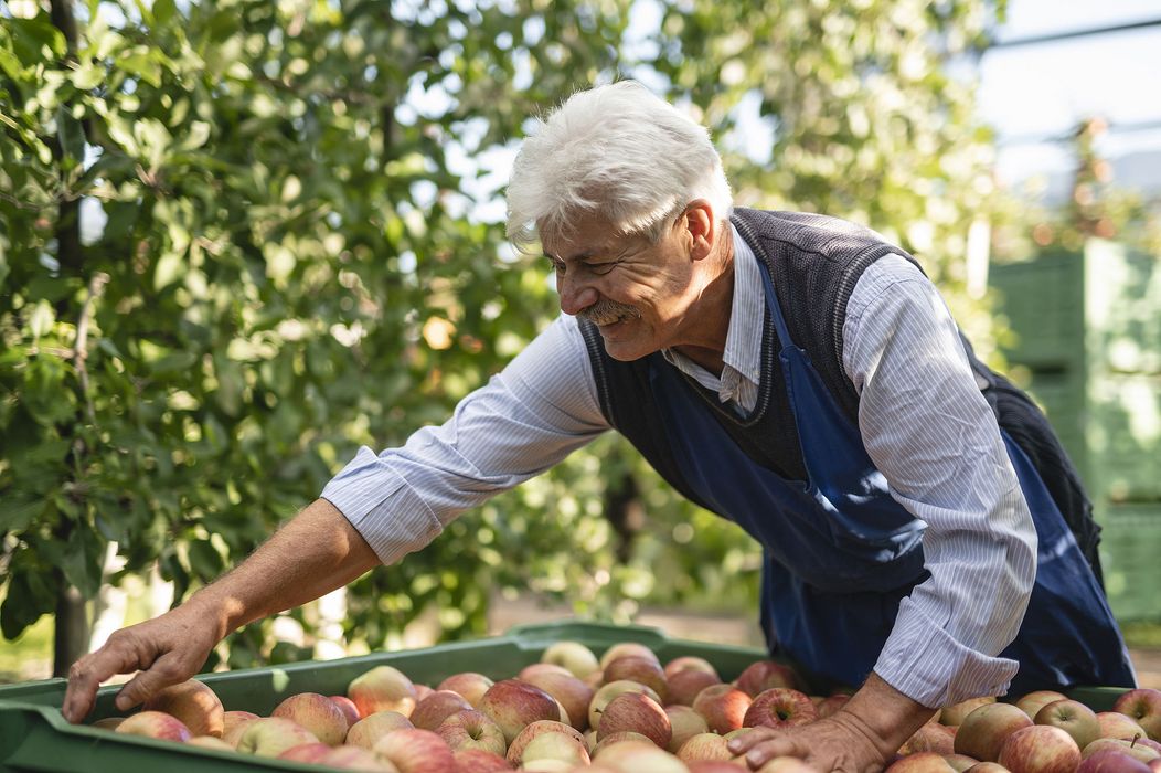 Älterer Mann in blauem Overall erntet Äpfel in einem Obstgarten