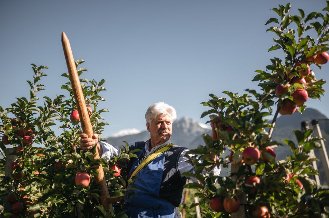 Alter Mann im Apfelgarten erntet Äpfel an sonnigem Tag mit Bergen im Hintergrund Alter Mann im Apfelgarten erntet Äpfel an sonnigem Tag mit Bergen im Hintergrund