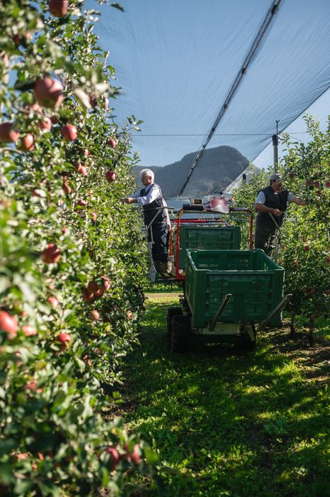 Zwei Arbeiter pflücken Äpfel in einem Obstgarten unter schattierendem Netz, umgeben von Apfelbäumen und grüner Wiese. Zwei Arbeiter pflücken Äpfel in einem Obstgarten unter schattierendem Netz, umgeben von Apfelbäumen und grüner Wiese.