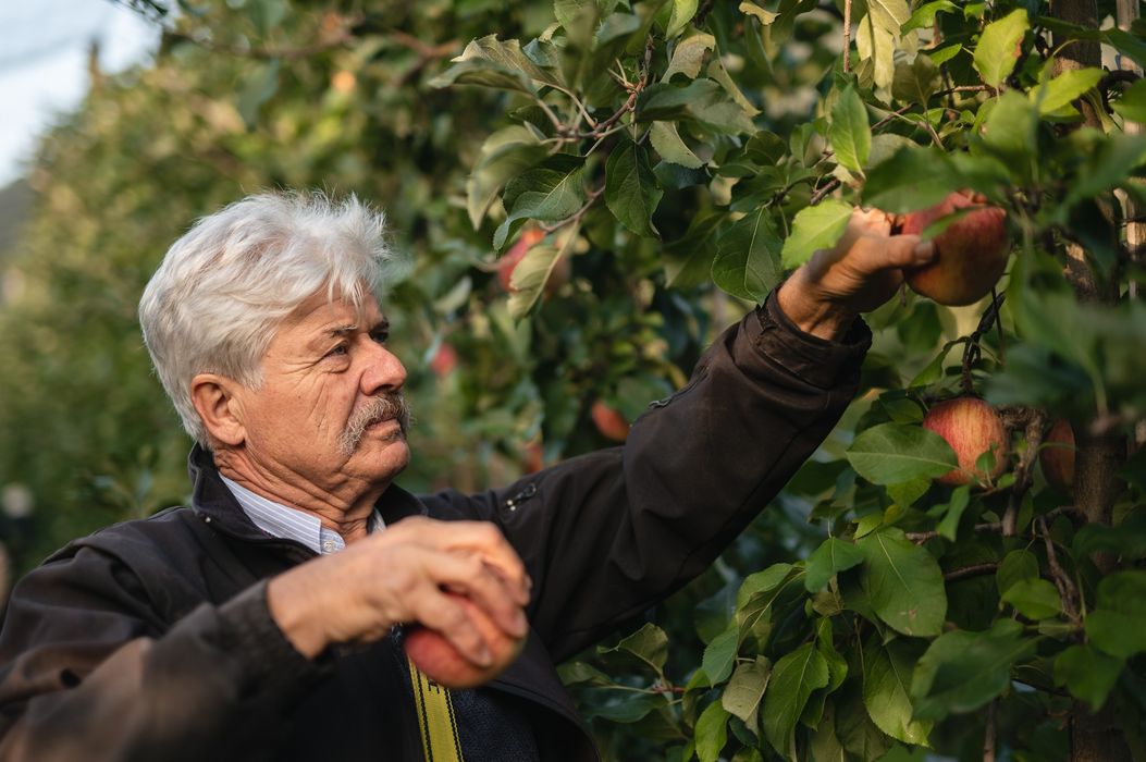 Älterer Mann pflückt Äpfel von einem Baum im Obstgarten Älterer Mann pflückt Äpfel von einem Baum im Obstgarten