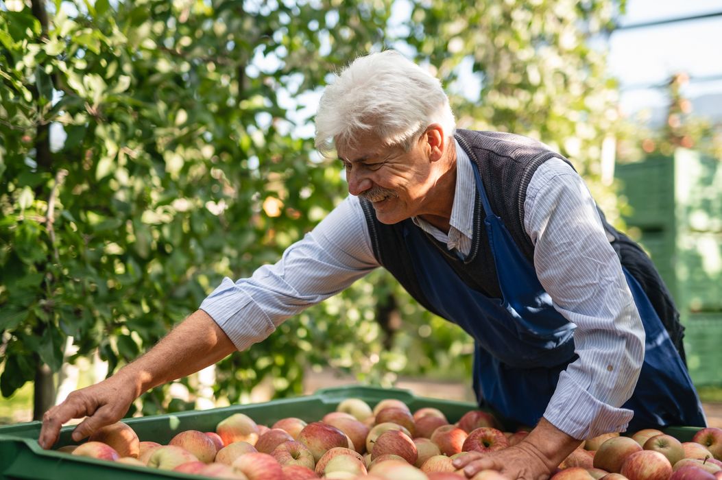 Älterer Mann mit grauen Haaren und blauer Schürze sammelt Äpfel in einer Obstplantage. Älterer Mann mit grauen Haaren und blauer Schürze sammelt Äpfel in einer Obstplantage.