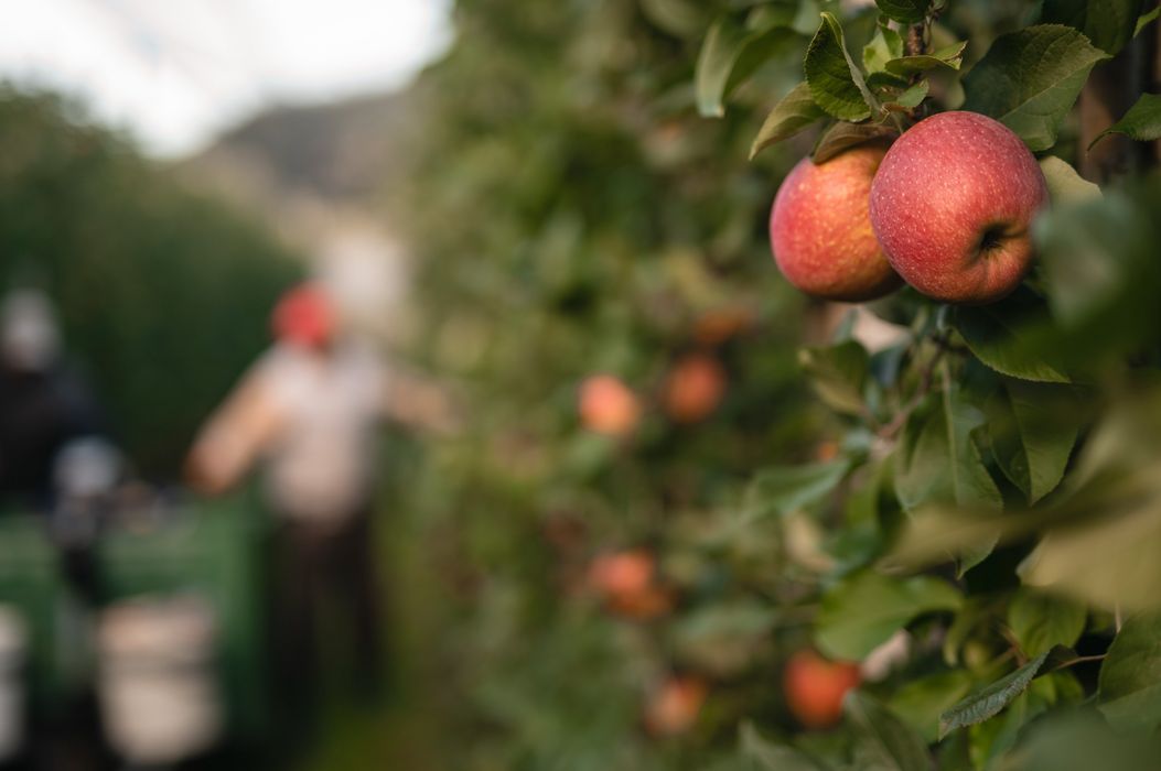 Rote Äpfel hängen an einem Baumzweig in einem Obstgarten, im Hintergrund unscharf zwei Personen bei der Apfelernte. Rote Äpfel hängen an einem Baumzweig in einem Obstgarten, im Hintergrund unscharf zwei Personen bei der Apfelernte.