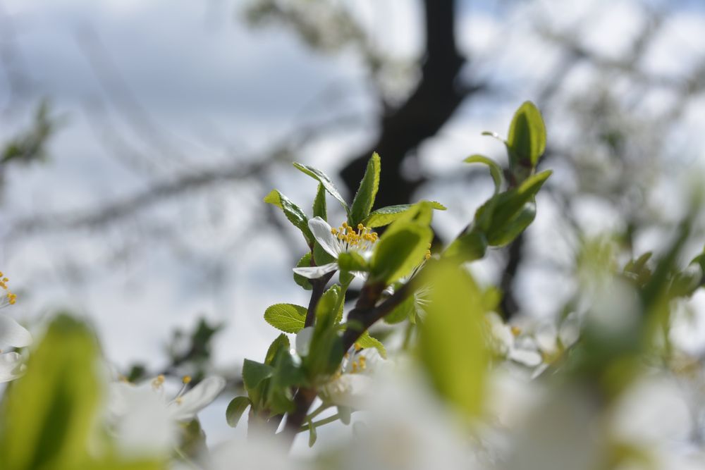 Saisonstart im Törggelehof 