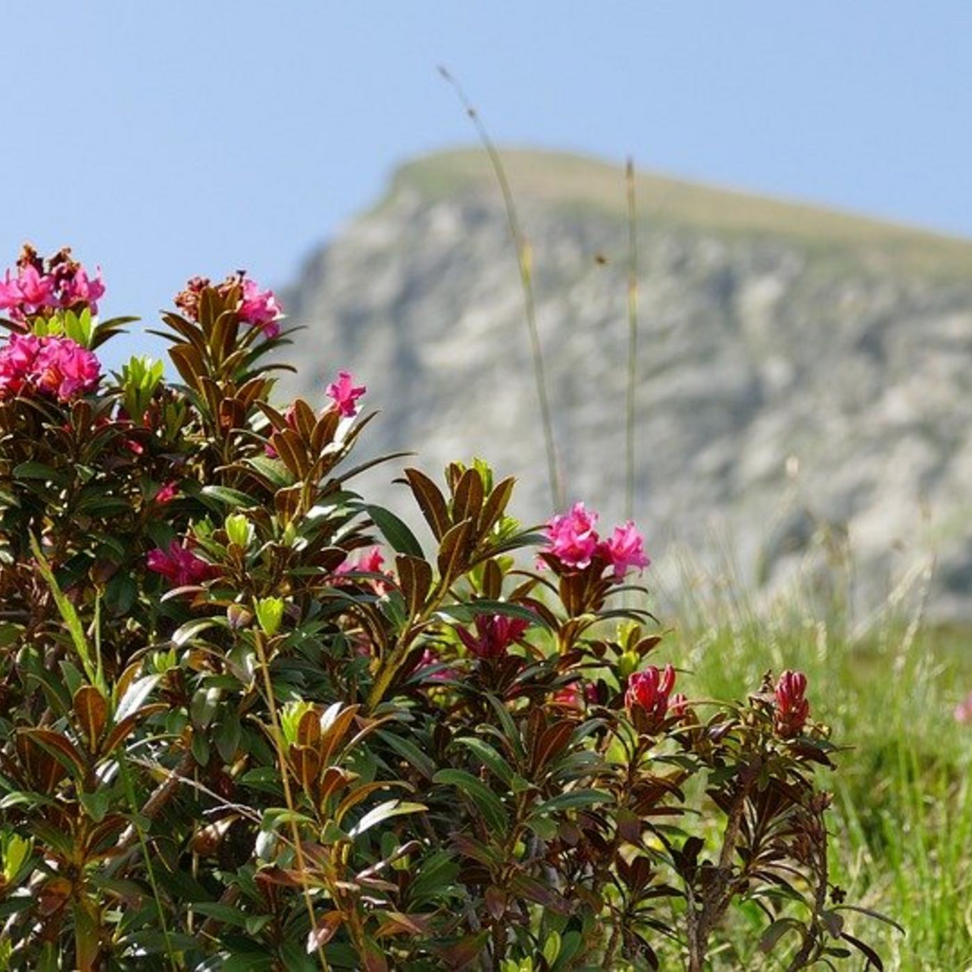 settimane di rose alpine